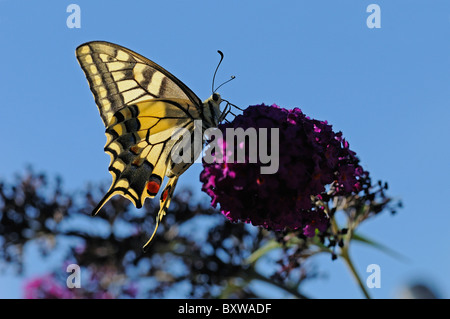 Porte-queue (Papilio européenne machaon) se nourrissant de buddleia flower Banque D'Images