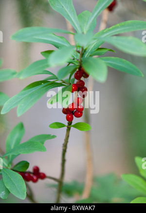 Plante de Mezereon ( Daphne mezereum , Thymelaeaceae ) baies , Finlande Banque D'Images