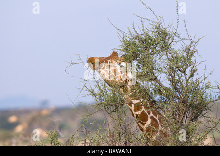 Giraffe réticulée (Giraffa camelopardalis reticulata) bull adultes manger en close-up - Kenya, Samburu National Reserve, Afrique Banque D'Images