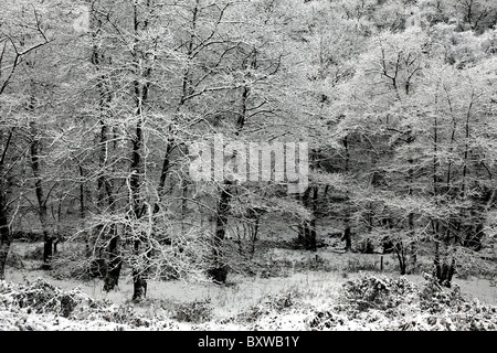 Les arbres couverts de neige dans le Devon UK Banque D'Images