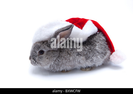 Bébé lapin gris avec grand chapeau de Père Noël sur fond blanc Banque D'Images