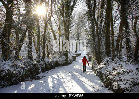 Marche des bois près de Tavistock, dans le Devon, Royaume-Uni. Banque D'Images