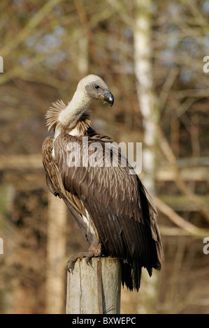 Un vautour noir se tenait sur un poste à l'Hawk Conservancy Trust Banque D'Images