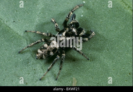 Zèbre mâle Salticus scenicus (Thomisidae) Banque D'Images