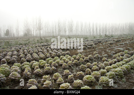 Récolte de laitue sur un matin glacial sur une superficie de terres agricoles sur la plaine inondable de la rivière Dordogne Banque D'Images