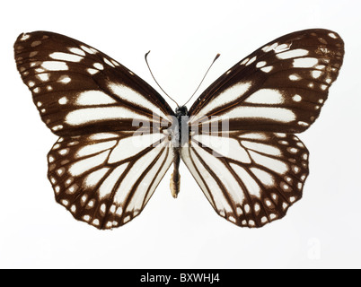 Papillon Danaus Banque D'Images