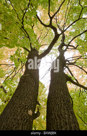 Acer platanoides Érable de Norvège, arbres en automne Banque D'Images