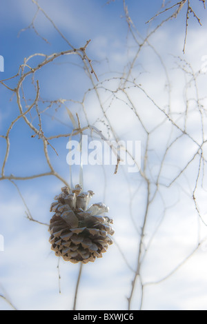 Cône de pin accroché sur arbre, ornement de Noël, d'hiver. Banque D'Images