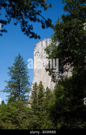 États-unis, Californie, le Parc National de Yosemite, El Capitan s'élève au-dessus de forêt le long de la rivière Merced Yosemite Valley sur matin d'été Banque D'Images