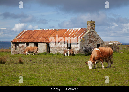 Les vaches et les apparaux de maison en pierre, John O'Groats, Caithness, Highlands, Ecosse, Royaume-Uni Banque D'Images