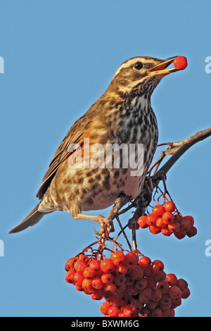 Redwing Turdus iliacus rowan tree fruits fruits manger Banque D'Images