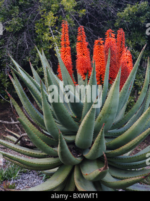 L'Aloe succotrina - fleurs orange sur l'Aloe Vera en Californie du Sud Banque D'Images