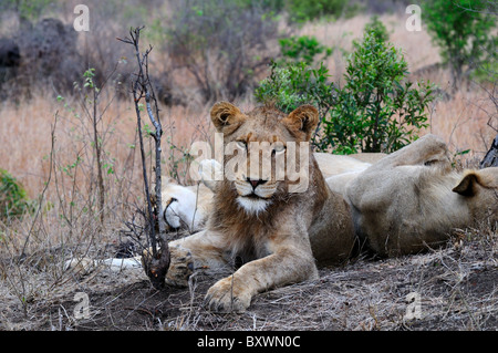 Un jeune homme lion reposant sur un chemin de montagne. Le Parc National Kruger, Afrique du Sud. Banque D'Images