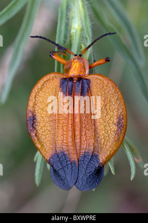 Hook-winged net-winged beetle (Lycus melanurus) Banque D'Images