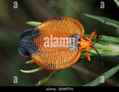 Hook-winged net-winged beetle (Lycus melanurus) Banque D'Images
