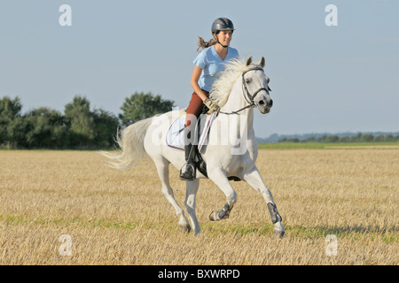 Jeune cavalier au dos d'un poney allemand blanc galoper dans un champ de chaume Banque D'Images