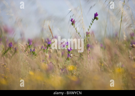 Fleurs sauvages et herbes dans un pré Banque D'Images