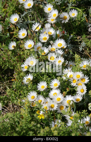 Fleurs de marguerite blanche, Fleabane mexicaine, Erigeron karvinskianus, Asteraceae, Hermanus, Cap occidental, Afrique du Sud. Banque D'Images