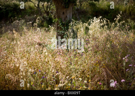 Un arbre entouré de fleurs sauvages et herbes Banque D'Images