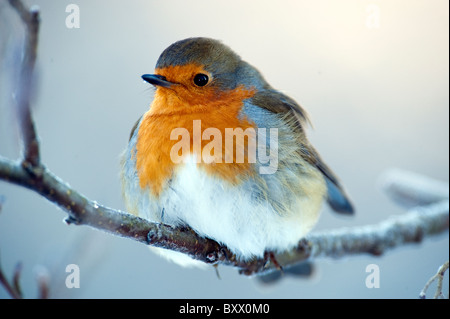 Robin (Erithacus rubecula aux abords ) perché sur petite branche en hiver. Banque D'Images