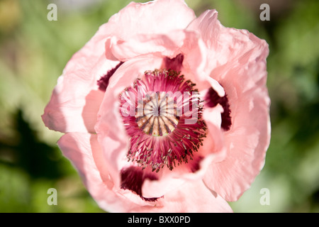 Une fleur de pavot oriental rose, vu de dessus Banque D'Images