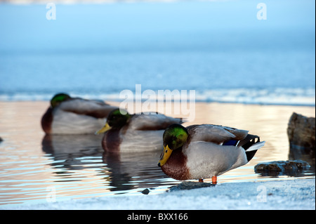 Troupeau de canards mulards assis dans l'eau non gelée d'un lac gelé. ( Anas platyrhychos ) Banque D'Images