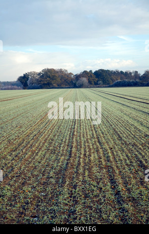 Lignes convergentes modèle perspective hiver champ cultures Shottisham, Suffolk, Angleterre Banque D'Images