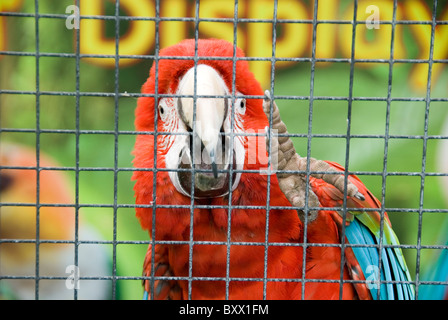 Gros plan sur la tête de la Bande Dessinée Red Parrot derrière les barreaux, de papillons tropicaux, Sheffield, Angleterre Banque D'Images