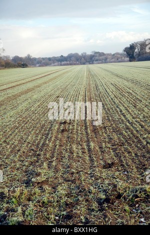 Lignes convergentes modèle perspective hiver champ cultures Shottisham, Suffolk, Angleterre Banque D'Images