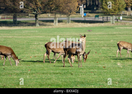 Les Stags de Red Deer, Cervus elaphus, Richmond Park, Surrey, England, UK Banque D'Images