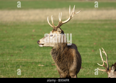 Red Deer stag, Cervus elaphus, Richmond Park, London, England, UK Banque D'Images