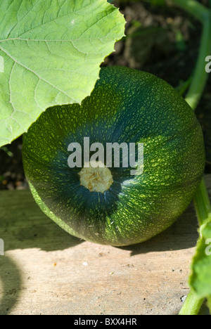 Bébé Ours citrouille (Cucurbita pepo) une variété de citrouille miniature, mûrissement sur un allotissement à South Yorkshire, Angleterre. Banque D'Images