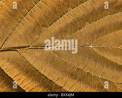 arbre de feuille Banque D'Images