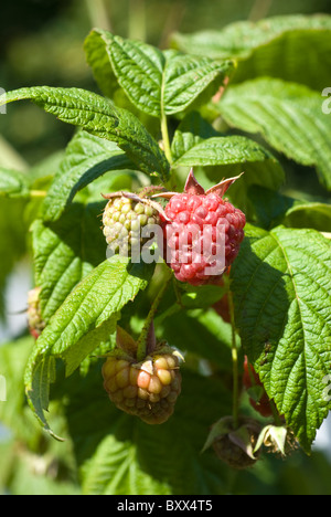 Framboises, (Rubus fruticosus) sur la maturation des cannes sur un allotissement à South Yorkshire, Angleterre. Banque D'Images