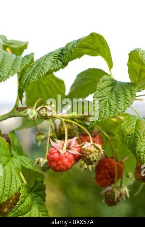 Framboises, (Rubus fruticosus) sur la maturation des cannes sur un allotissement à South Yorkshire, Angleterre. Banque D'Images