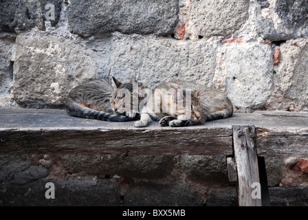 Deux chats de dormir sur un banc en bois en Toscane Italie Banque D'Images