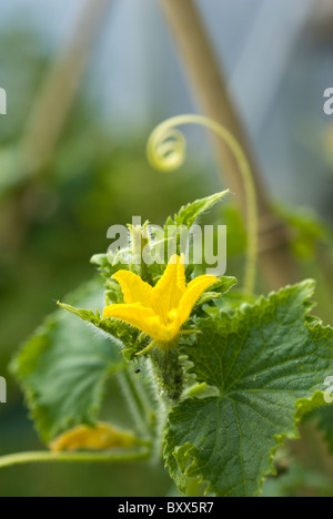 Concombre (Cucumis sativus) croissant dans un polytunnel, South Yorkshire, Angleterre. Banque D'Images