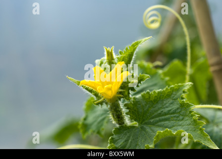 Concombre (Cucumis sativus) croissant dans un polytunnel, South Yorkshire, Angleterre. Banque D'Images