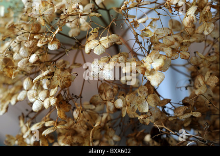 Fleurs d'hortensias séchées Banque D'Images