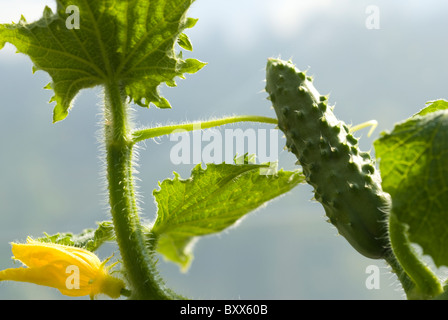 Concombre (Cucumis sativus) croissant dans un polytunnel, South Yorkshire, Angleterre. Banque D'Images