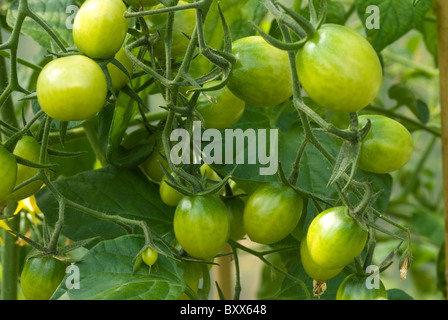 La tomate (Solanum lycopersicum) 'Sweet plantes hybrides F1 Olive' poussant dans un polytunnel dans le sud du Yorkshire, Angleterre. Banque D'Images