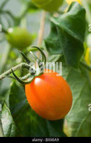 La tomate (Solanum lycopersicum) 'Sweet plantes hybrides F1 Olive' poussant dans un polytunnel dans le sud du Yorkshire, Angleterre. Banque D'Images