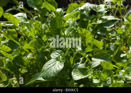 Le cresson de terre / American cress (Barbarea verna), South Yorkshire, Angleterre. Banque D'Images