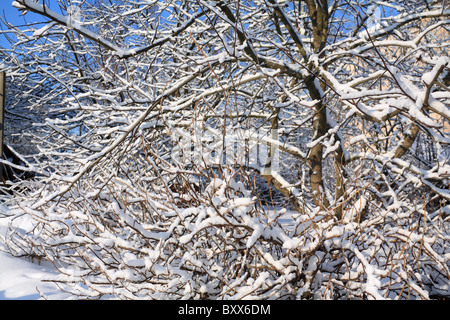 Jardin d'hiver dans les arbres aple Banque D'Images