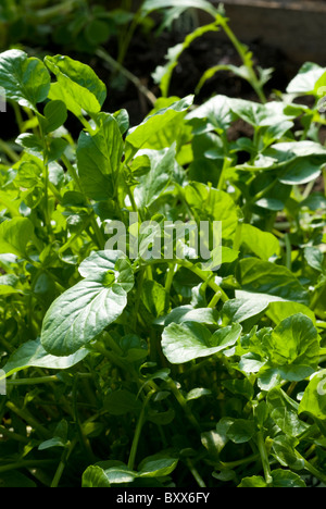 Le cresson de terre / American cress (Barbarea verna), South Yorkshire, Angleterre. Banque D'Images