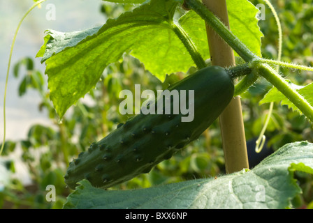 Concombre (Cucumis sativus) croissant dans un polytunnel, South Yorkshire, Angleterre. Banque D'Images