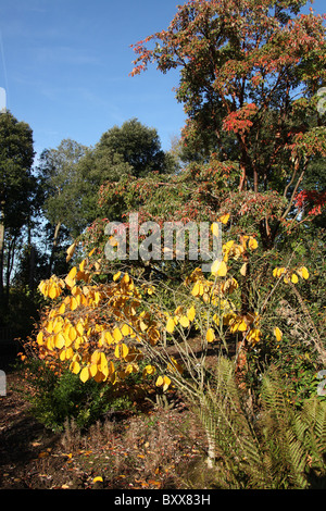 Ness Botanic Gardens, en Angleterre. Vue automnale de Ness Botanic Gardens. Banque D'Images