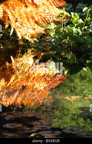 Ness Botanic Gardens, en Angleterre. Vue d'automne près d'Osmunda regalis dans Ness Botanic Gardens jardin de rocaille. Banque D'Images