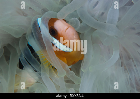 Un poisson clown de Clark enveloppé dans les tentacules d'une anémone sur un récif en Indonésie. Banque D'Images