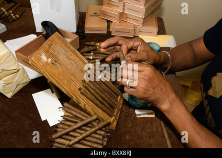 Cigares faits à la main, Santo Domingo, République Dominicaine Banque D'Images